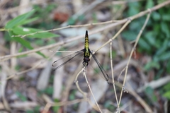 Orthetrum triangulare