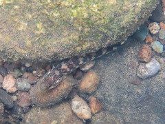 Actinopterygii