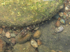 Actinopterygii