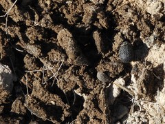 Trogidae