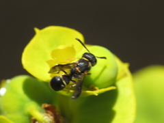 Leptochilus medanae