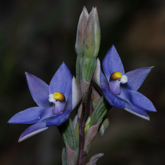 Thelymitra arenaria