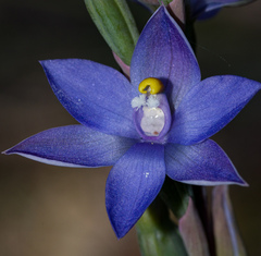 Thelymitra arenaria