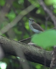 Pachycephala cinerea