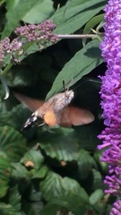 Macroglossum stellatarum