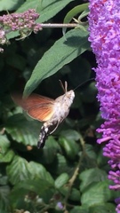 Macroglossum stellatarum