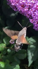 Macroglossum stellatarum