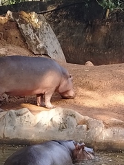 Hippopotamidae