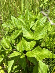 Angelica gmelinii