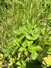 Angelica gmelinii
