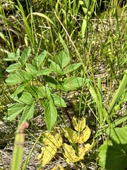 Angelica gmelinii
