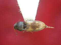 Negastrius