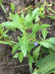 Hydrolea quadrivalvis