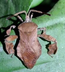 Petascelis