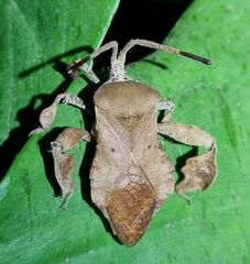 Petascelis