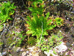 Selaginella lepidophylla