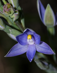 Thelymitra bracteata