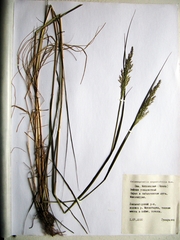 Calamagrostis angustifolia