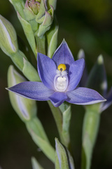 Thelymitra bracteata