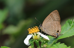 Deudorix epijarbas menesicles