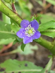 Hydrolea quadrivalvis