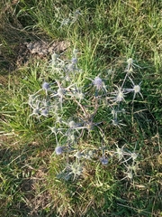 Eryngium caeruleum