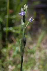 Thelymitra bracteata