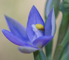 Thelymitra bracteata