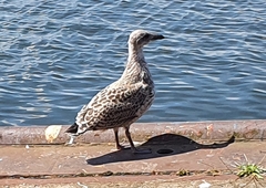Larus argentatus