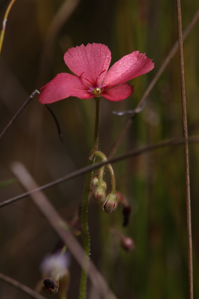 Drosera fragrans (Drosera fragrans)