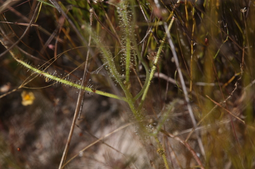 Drosera fragrans