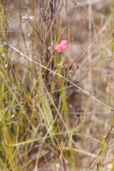 Drosera fragrans
