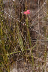 Drosera fragrans