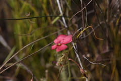 Drosera fragrans