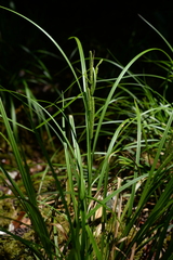 Carex tumida