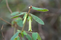 Correa reflexa lobata