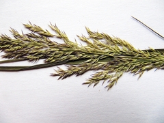 Calamagrostis angustifolia