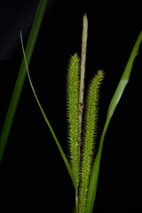 Carex tumida