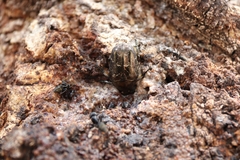 Protaetia orientalis orientalis