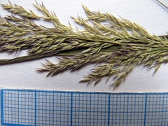 Calamagrostis angustifolia