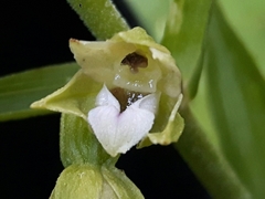 Epipactis bugacensis rhodanensis