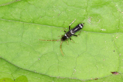 Entomobrya superba
