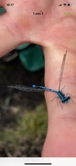 Erythromma lindenii