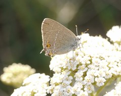 Satyrium acaciae