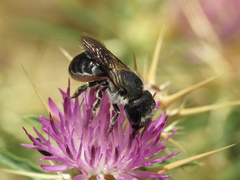 Osmia dimidiata