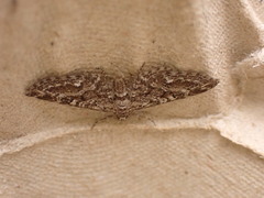Eupithecia nanata