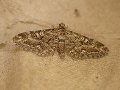 Eupithecia nanata