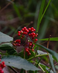 Sambucus sibirica