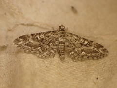 Eupithecia nanata