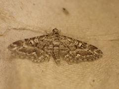 Eupithecia nanata